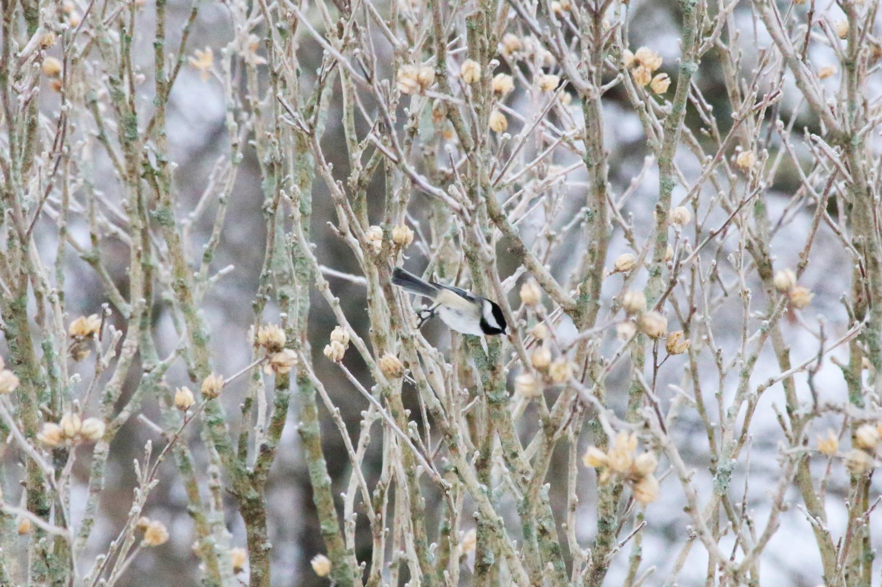 Chickadee